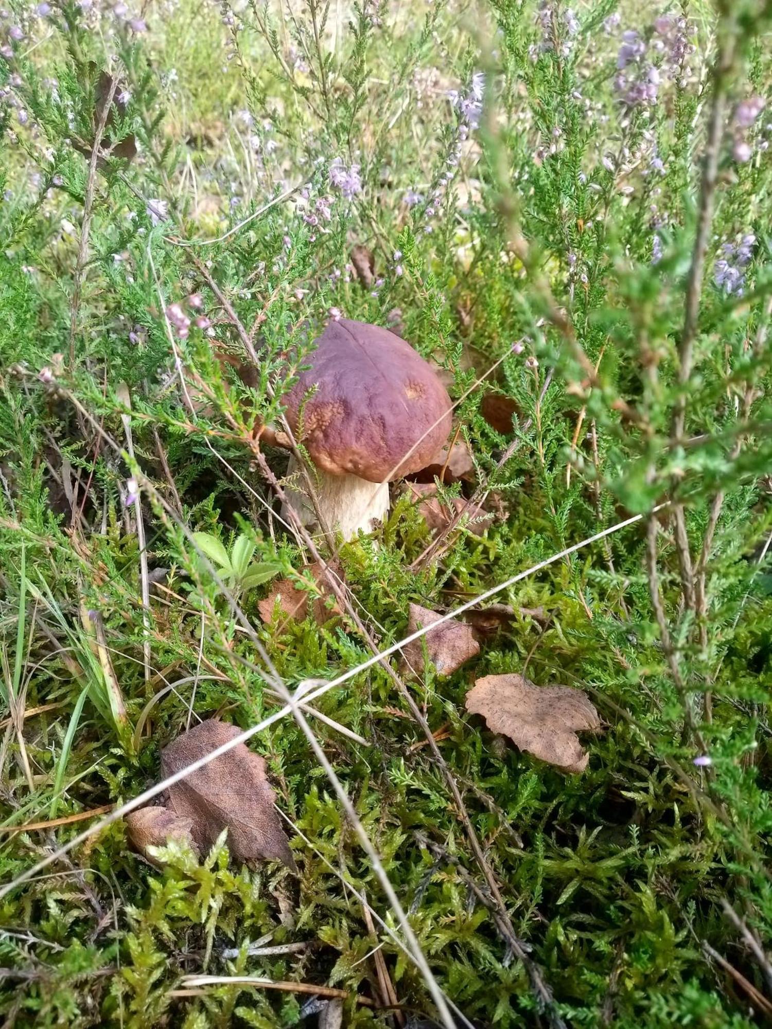 Domek Na Kaszubach, Borowy Mlyn, Jezioro Gwiazda, Sauna, 3 Zewnętrze zdjęcie